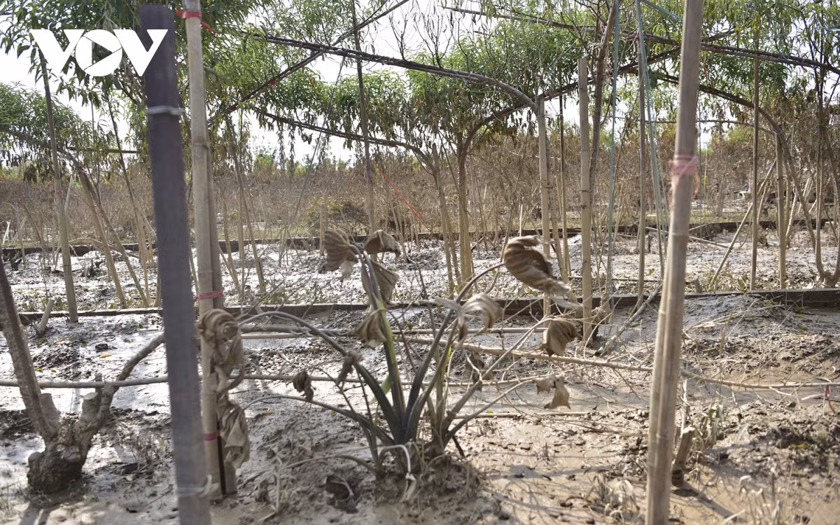 Đi khắp cánh đồng Nhật Tân, đâu đâu cũng thấy những bùn đất đọng lại ở phần dưới của cây.