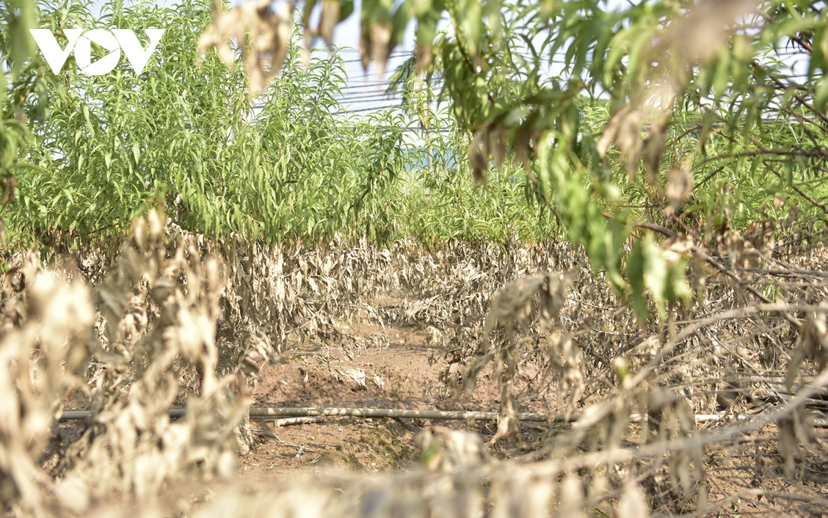 Vườn đào của ông Nguyễn Mạnh Hùng (phường Nhật Tân, quận Tây Hồ, Hà Nội) có diện tích 1000m2, trồng khoảng 300 cây. Khi nước sông Hồng tràn vào, diện tích đào của ông chìm trong nước.