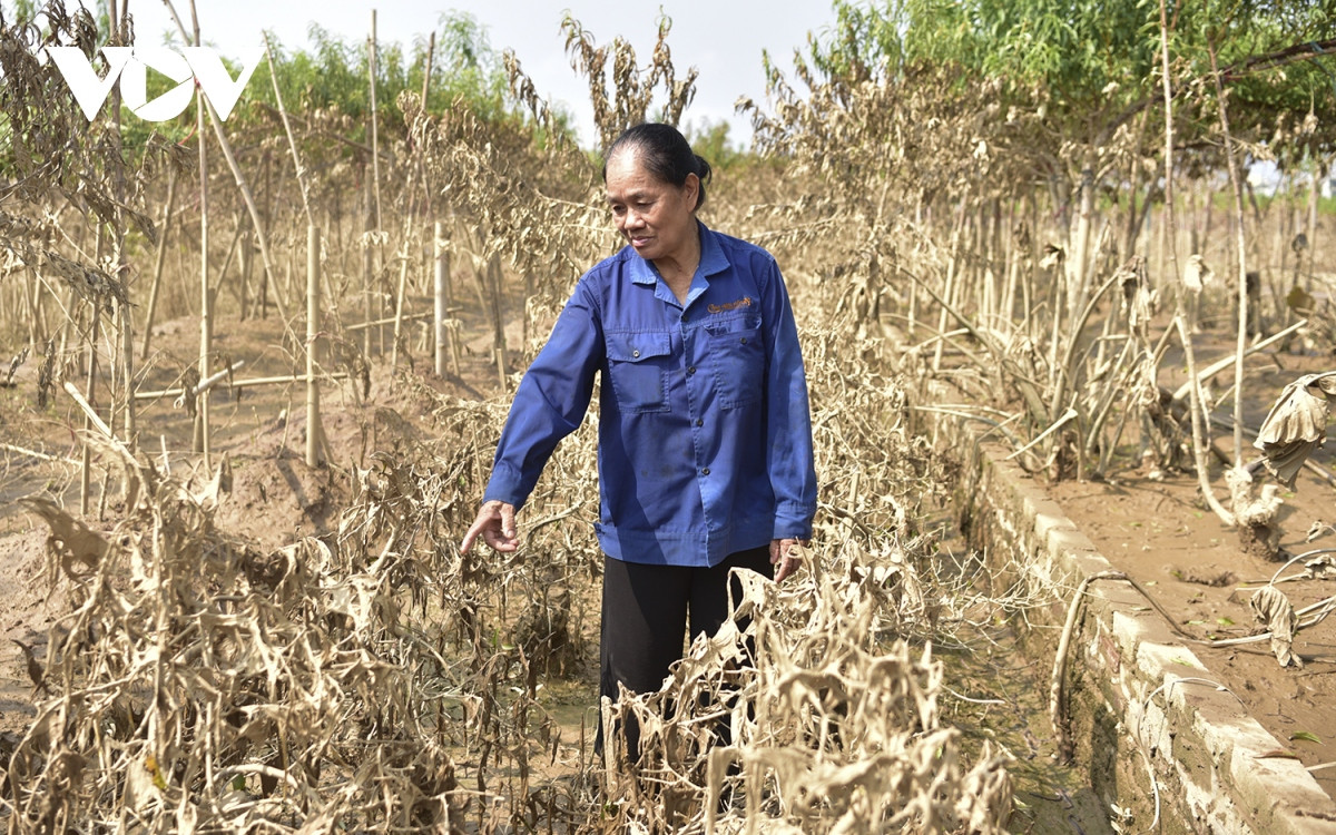 Bà Đỗ Thị Mai, Chủ vườn đào ở phường Nhật tân, quận Tây Hồ, Hà Nội cũng trồng gần 5 sào, khoảng 300-400 cây đào. Sau lũ, mặc dù chưa thống kê thiệt hại, nhưng khi đi một vòng quanh vườn, bà biết vườn đào của nhà mình “không còn gì nữa”. Bà Đỗ Thị Mai tâm sự: "Trồng đào cũng như canh bạc, ông trời không cho thì làm sao bây giờ. Giờ thì đến cuối năm cũng chẳng có đào mà thu hoạch”.