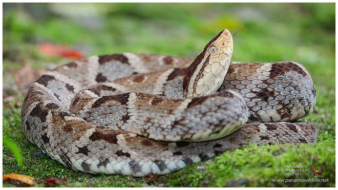 Do nọc độc của loài rắn fer-de-lance có chứa chất chống đông máu nên vết cắn của loài rắn này có thể khiến một người bị xuất huyết. Một con rắn cái có thể sinh 90 con hung dữ. Ảnh: Getty