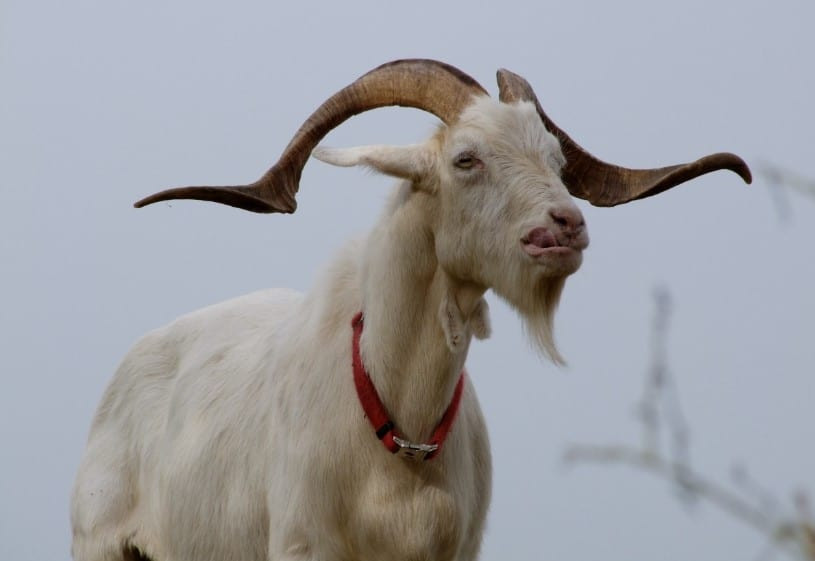  Nên trong năm 2024 người tuổi Mùi chính là con giáp may mắn, nhất là càng tới cuối năm 2024 khi sao Kim Quỹ tỏa sáng nhất, thì cũng là lúc mà người tuổi Mùi nhận được nhiều sự tương trợ nhất. 