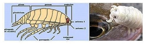 Ngoài việc ăn lưỡi cá, tổn thương do rận cá gây ra còn có thể gây tổn thương mô, thiếu máu, sụt cân, cản trở sự phát triển của cá và làm giảm tuổi thọ của cá.