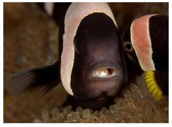 Ở Trung Quốc có tin tức nói có một số người dân mua cá bị rận cá ký sinh, nếu bắt hoặc mua cá bị rận cá ký sinh thì không cần quá lo lắng, cá bị rận cá phải được đun nóng hoàn toàn có thể ăn được tự tin sau đó.