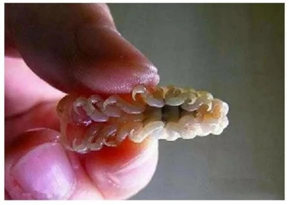 Theo báo chí nước ngoài đưa tin, ở một số vùng biển Địa Trung Hải, gần một nửa số cá tráp biển bị nhiễm loại ký sinh trùng này. Mặc dù loại ký sinh trùng này không gây ra mối đe dọa cho con người nhưng nó lại là một thảm họa đối với việc sinh sản của đàn cá.