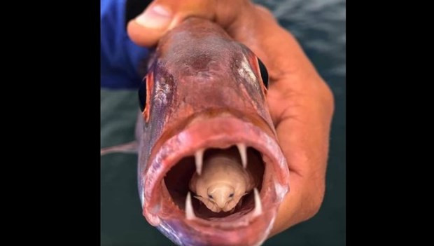 Khi rận nước ký sinh, trước tiên con cái sẽ chiếm giữ mang cá, sau đó tiết ra hormone để giữ những con tiếp theo là con đực để chúng có thể giao phối và sinh sản.