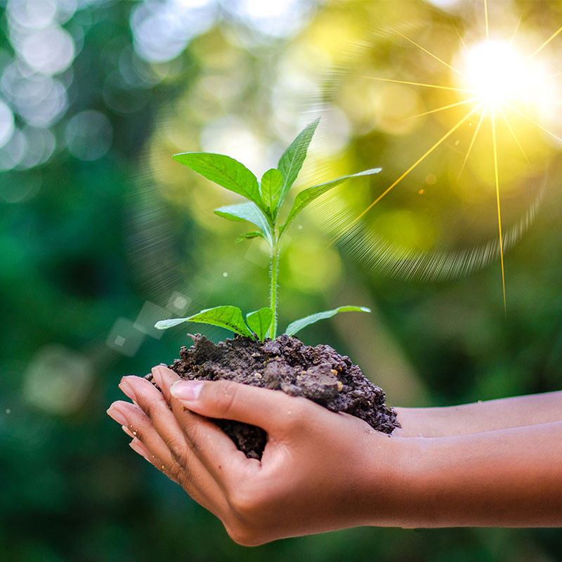 Người xưa cũng nhận thấy tầm quan trọng của việc trồng cây xanh và thường trồng một số cây xanh trong sân nhà. Và để bảo vệ một số loài cây, một số câu nói phổ biến đã được đúc kết như: Nghèo cũng không chặt ba loại cây, con cháu sẽ được bảo vệ. Vậy 3 loại cây mà người xưa nói là gì, và tại sao người xưa lại cho rằng nhà có 3 loại cây này thì con cháu có thể gặp nhiều may mắn?