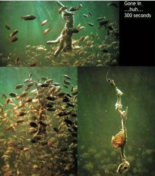 Tại sao cá piranha hung dữ vẫn không thể thống trị sông Amazon? - Hình 2 Tai sao ca piranha hung du van khong the thong tri song Amazon?-Hinh-2