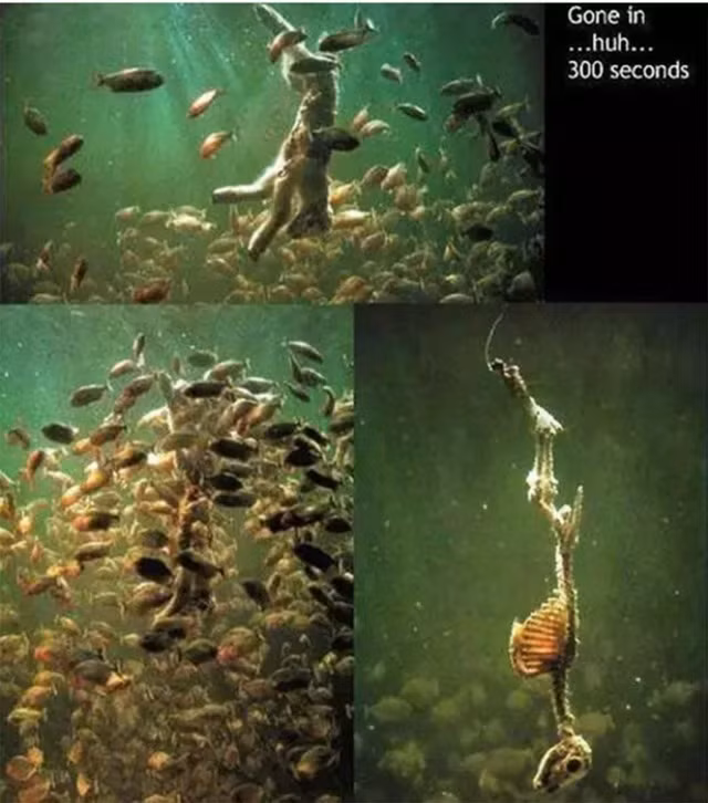 Tai sao ca piranha hung du van khong the thong tri song Amazon?-Hinh-2