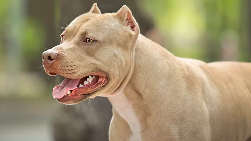 1. Chó Pitbull có nguồn gốc từ châu Mỹ và hiện nay được nuôi khá phổ biến ở Việt Nam. Nó rất nguy hiểm vì không lùi bước trước bất kì đối thủ nào.