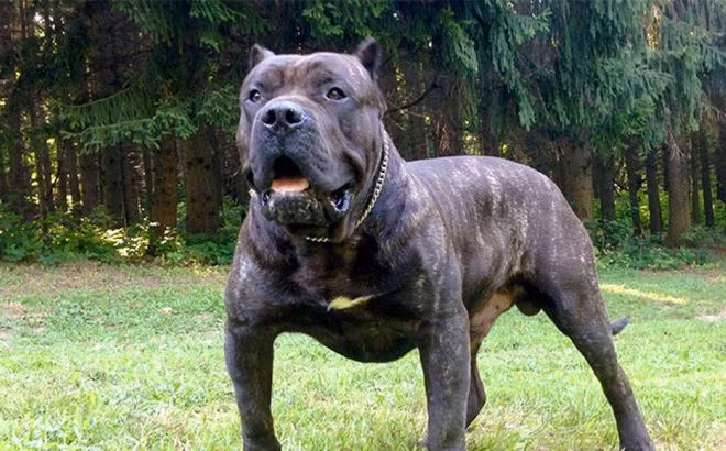Đây là một giống chó rất cơ bắp và các đòn tấn công của chúng có thể gây ra các vết thương nghiêm trọng có thể dẫn tới tử vong.
