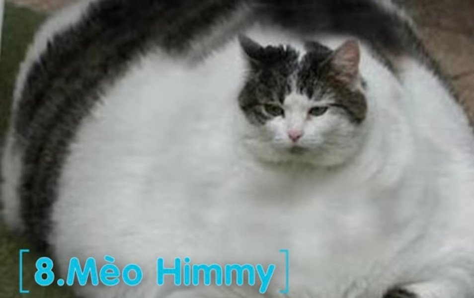 Mèo Himmy: Sách kỷ lục guiness thế giới đã ghi nhận một kỷ lục có 1-0-2: Mèo nhà béo nhất thế giới. Danh hiệu này thuộc về chú mèo Himmy thuộc giống mèo có xuất xứ ở Quenland, Australia. Himmy nặng 21kg, dài 0,97m.