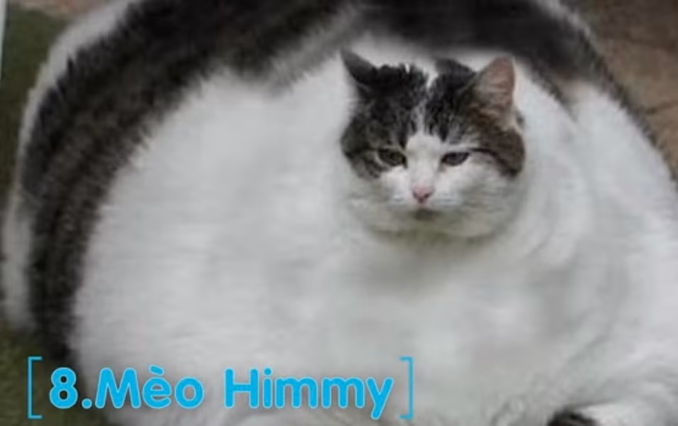 Mèo Himmy: Sách kỷ lục guiness thế giới đã ghi nhận một kỷ lục có 1-0-2: Mèo nhà béo nhất thế giới. Danh hiệu này thuộc về chú mèo Himmy thuộc giống mèo có xuất xứ ở Quenland, Australia. Himmy nặng 21kg, dài 0,97m.