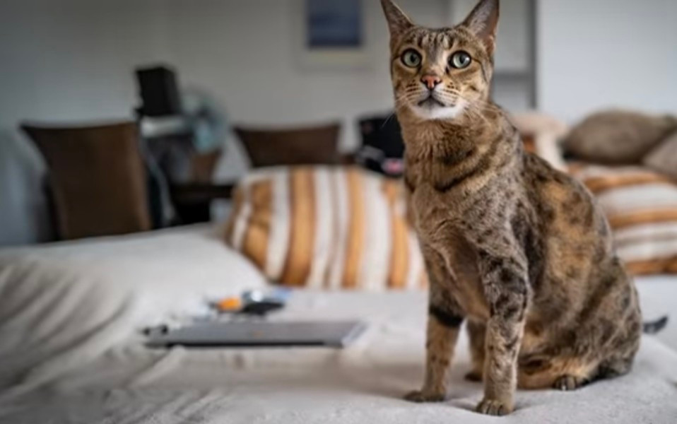 Giống mèo này khá hiếm. Mỗi năm chỉ có khoảng 100 con mèo Ashira được bán ra. Ashera được coi là giống mèo đắt nhất thế giới: Khoảng 100.000 USD, tương đương khoảng 2,4 tỷ đồng tiền Việt Nam.