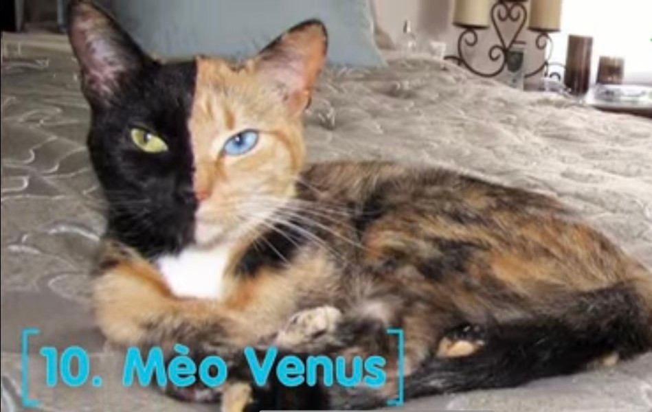 Mèo Venus: Loài mèo này có một thân hình kỳ lạ, hoàn toàn khác các giống mèo khác. Venus có 2 màu lông đen và vàng được chia đều trên 2 nửa khuôn mặt. 2 mắt cũng có màu khác nhau là màu xanh lục và xanh lam.