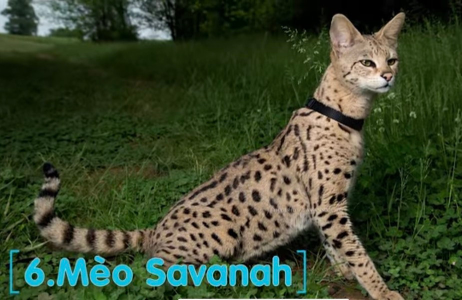 Mèo Savannah: Là giống mèo lai giữa mèo nhà và mèo rừng châu Phi, với thể trạng rất lớn, dài khoảng trên 60cm và nặng trung bình 15kg. Savannah được đánh giá là giống mèo tính tình ôn hòa, rất thông minh và trung thành