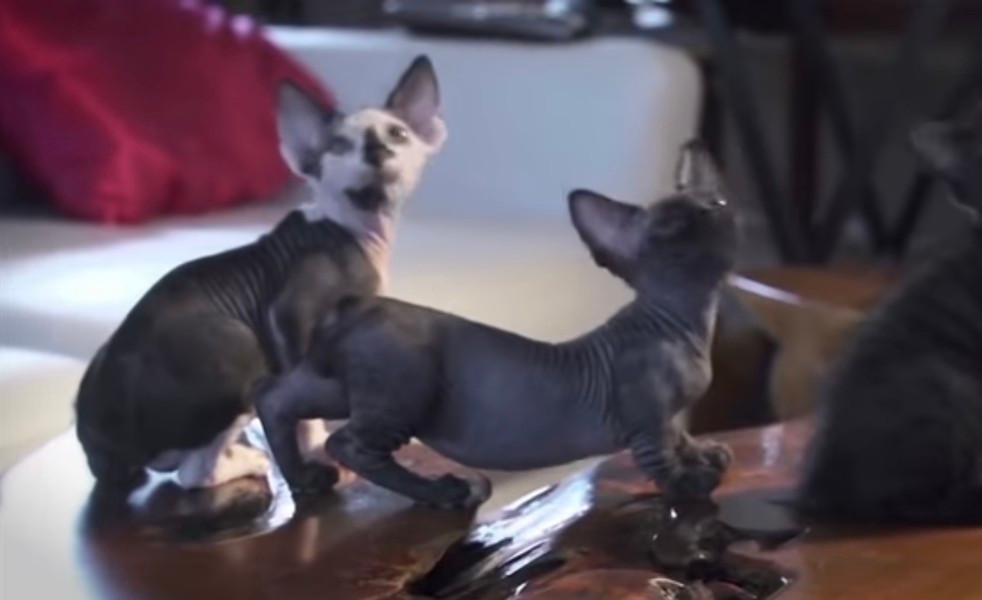 Hiện có khoảng hơn 50 con mèo Minskin đã xuất hiện trên thế giới. Chúng rất tinh nghịch, tình cảm và thích chơi với trẻ em. Mèo Minskin có khả năng nghĩ ra những cách độc đáo để giải quyết vấn đề. Vì thế mèo Minskin khá được yêu thích.