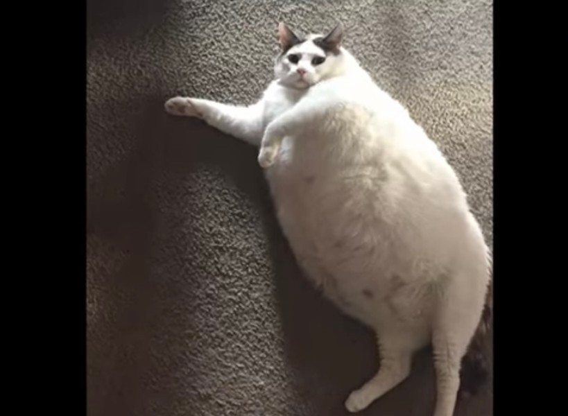 Mèo Himmy đã qua đời từ năm 1986, ở tuổi thứ 10.