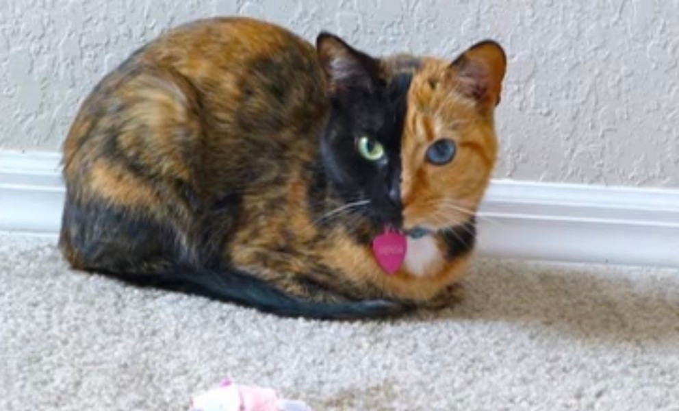 Nhiều người xếp giống mèo này là loại lai trong các câu chuyện huyền thoại.