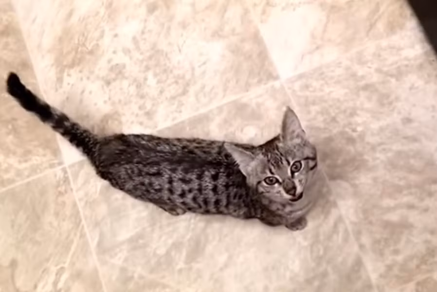 Mèo Egyptian Mau rất thông minh, nhanh nhẹn và hiếu động và thân thiện với con người, nhất là trẻ em. Do lông ngắn nên không cần chải thường xuyên, cũng rất dễ chăm sóc vì chúng không kén ăn, thích hợp với những người bận rộn. Giá mèo Mau Ai Cập nhập khẩu khoảng 90 triệu đồng trở lên.