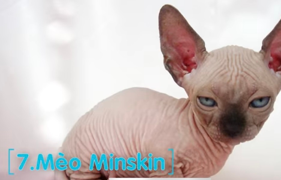 Mèo Minskin: Được lai giữa loài mèo không lông và mèo lông ngắn Minskin. Mèo này nổi tiếng với thân hình chắc khỏe, cho dù nó có kích thước thân hình khá nhỏ. Nét đặc trưng của Minskin là không có lông hoặc lông rất ngắn, nhìn giống như những động vật trong phim giả tưởng.