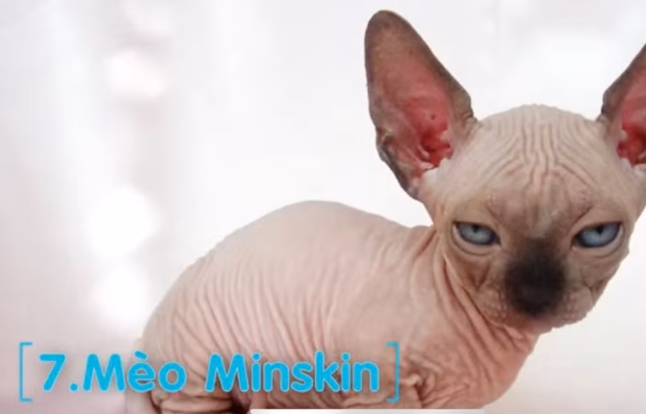 Mèo Minskin: Được lai giữa loài mèo không lông và mèo lông ngắn Minskin. Mèo này nổi tiếng với thân hình chắc khỏe, cho dù nó có kích thước thân hình khá nhỏ. Nét đặc trưng của Minskin là không có lông hoặc lông rất ngắn, nhìn giống như những động vật trong phim giả tưởng.