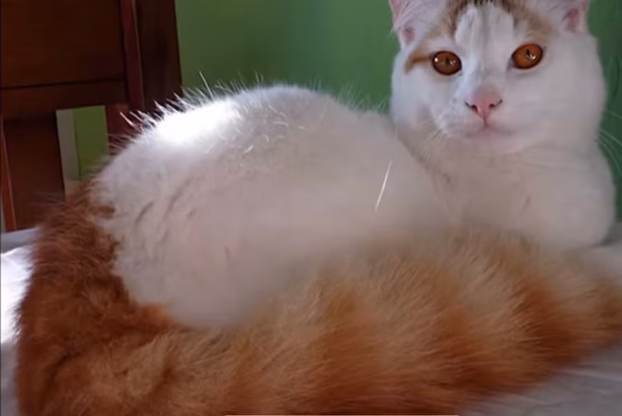 Điểm nổi bật là chúng có chiếc đuôi rất dài và bộ lông mượt, không thấm nước. Nhìn trắng toàn bộ, nhưng thi thoảng thấy khoang màu trên cổ và thân được gọi là họa tiết Van, với đa dạng màu sắc như: Đỏ, kem, đen, nâu, đồi mồi… Giá của mèo Turkish Van có chênh lệch dựa vào độ thuần chủng, sức khỏe, gia phả..