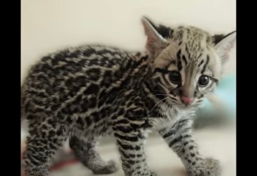 Hiện chỉ có khoảng 100 con mèo Iriomote có lông khá giống loài báo còn sống và đang suy giảm mạnh, cực kỳ nguy cấp. Nguy cơ tuyệt chủng của mèo Iriomote là rất cao, Vì thế, dù có rất nhiều tiền cũng không dễ để sở hữu giống mèo Iriomote này.