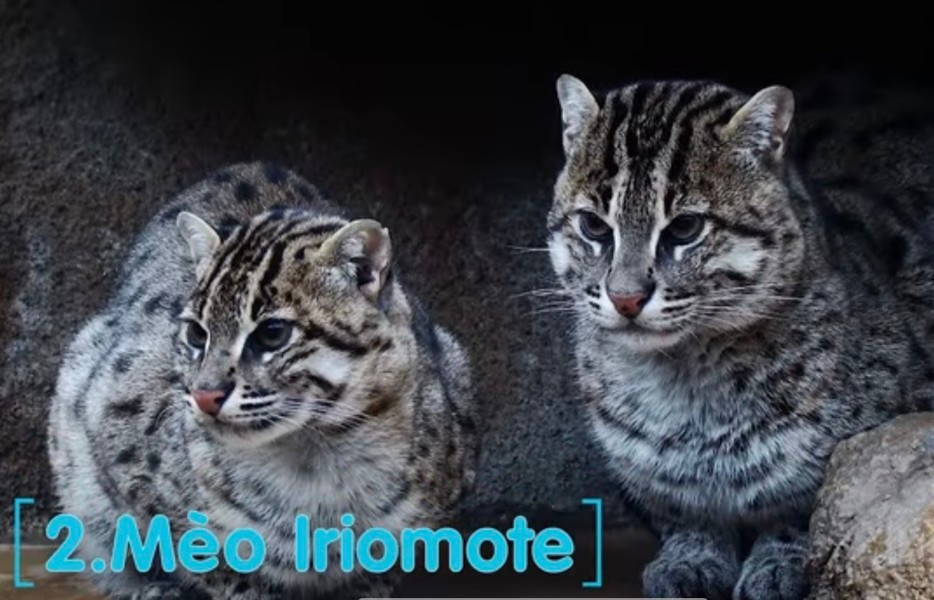 Mèo Iriomote: Là loài động vật độc đáo, cực hiếm, đang có nguy cơ tuyệt chủng. Chúng có nguồn gốc từ đảo Irimote của Nhật Bản.