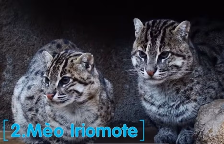 Mèo Iriomote: Là loài động vật độc đáo, cực hiếm, đang có nguy cơ tuyệt chủng. Chúng có nguồn gốc từ đảo Irimote của Nhật Bản.