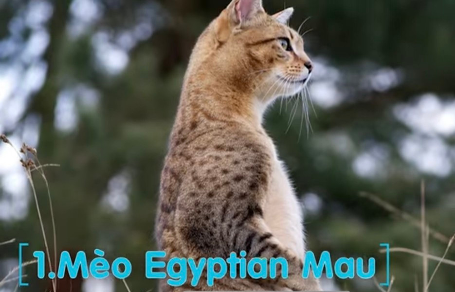 Mèo Egyptian Mau là giống mèo cổ có nguồn gốc từ Ai Cập. Chúng được lai tự nhiên giữa mèo rừng châu Phi với mèo nhà Ai Cập. Với kích thước vừa phải và lông ngắn, mèo Egyptian Mau nổi bật với các đốm lông màu sắc có hình tròn hoặc chữ nhật.