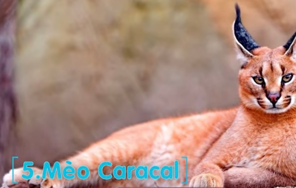 Mèo Caracal còn được gọi là linh miêu tai đen, có nguồn gốc từ sa mạc. Caracan bắt nguồn từ tiếng Thổ Nhĩ Kỳ, karakulac, nghĩa là tai đen.