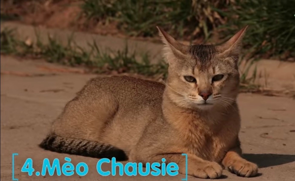 Mèo Chausie: Được lai tạo giữa mèo nhà và mèo rừng, có nguồn gốc từ Ai Cập và đã được công nhận là giống mèo độc lập từ năm 1995. Mang nhiều đặc điểm của mèo rừng nên giống mèo này rất săn chắc, uyển chuyển, khéo léo và đôi tai lớn rất thính để phục vụ việc săn mồi.