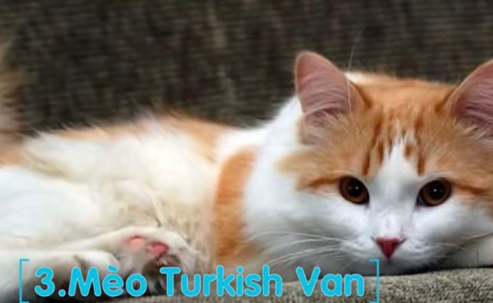 Turkish Van: Có thể được xem là mèo to nhất thế giới, với đôi mắt to tròn và màu xanh da trời hay màu hổ phách. Ở Thổ Nhĩ Kỳ giống mèo này được bảo vệ và được xem như một kho báu của quốc gia