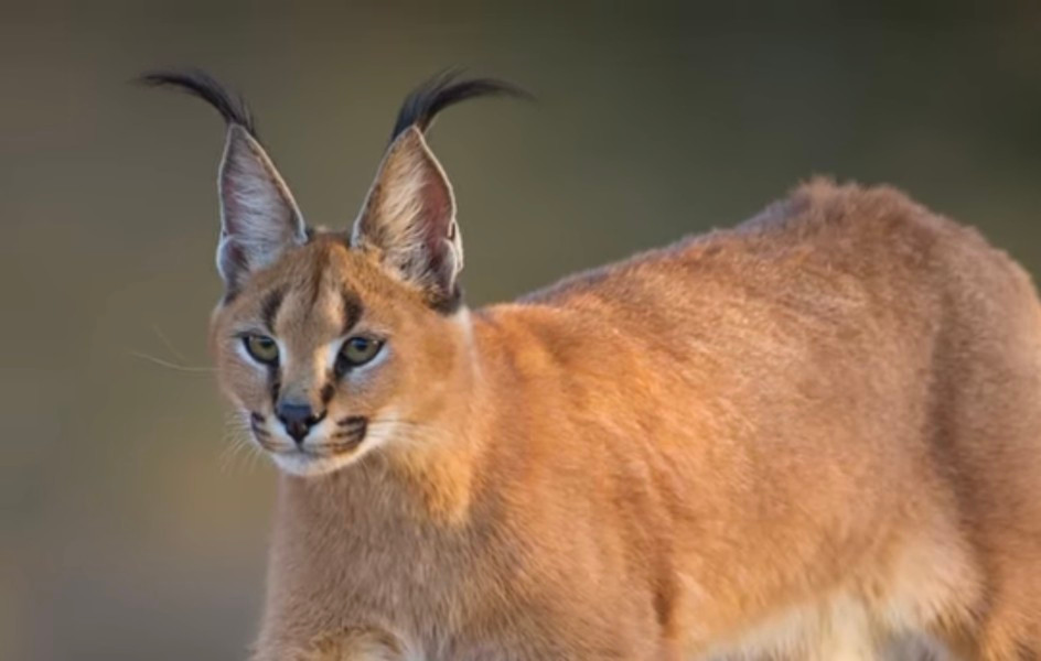 Caracal có đôi tai dài, trên đỉnh nhọn có chùm lông màu đen. Màu lông thì có thể biến thể từ màu nâu sang màu đỏ gạch. Hiện Caracal đang đứng trước nguy cơ tuyệt chủng. Vì thế, cho dù bạn có sẵn sàng bỏ ra 15.000 USD (khoảng 360 triệu đồng) để sở hữu thì cũng phải chờ vì rất ít người bán chúng.