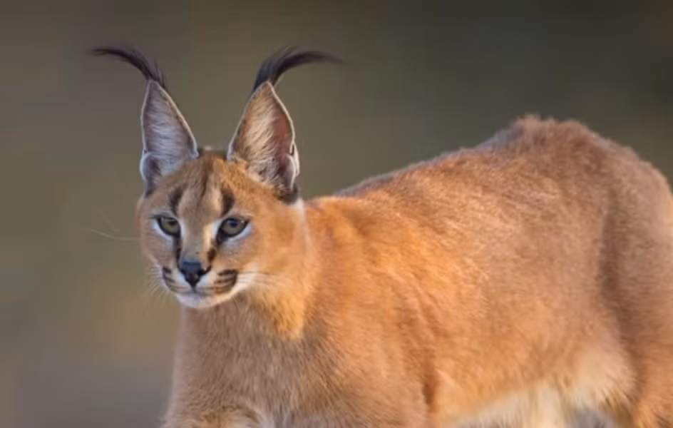 Caracal có đôi tai dài, trên đỉnh nhọn có chùm lông màu đen. Màu lông thì có thể biến thể từ màu nâu sang màu đỏ gạch. Hiện Caracal đang đứng trước nguy cơ tuyệt chủng. Vì thế, cho dù bạn có sẵn sàng bỏ ra 15.000 USD (khoảng 360 triệu đồng) để sở hữu thì cũng phải chờ vì rất ít người bán chúng.