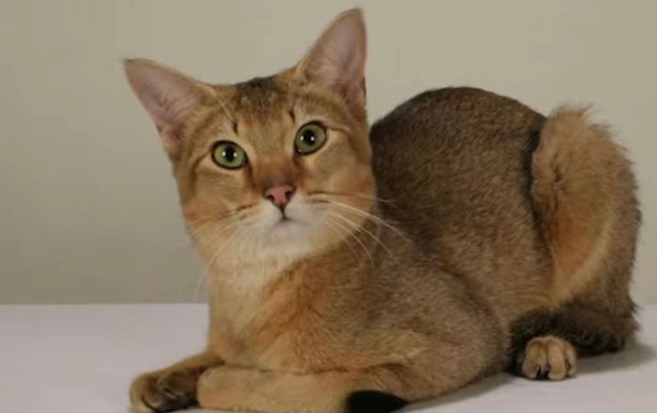 Chausie rất năng động và hòa đồng, có thể dễ dàng hòa nhập với môi trường mới, dù là tiếp xúc với người, chó hay các giống mèo khác. Mèo Chausie có giá khoảng 8.000 – 10.000 USD (khoảng 200 – 240 triệu đồng).