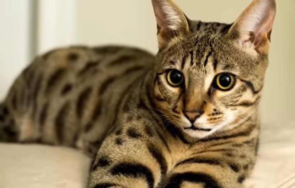 Đặc biệt, mèo này không sợ nước, thậm chí là rất thích tắm, đi dạo và chơi đùa. Giá của mèo Savannah từ khoảng 5.000-25.000 USD, khoảng 120 đến 600 triệu đồng.