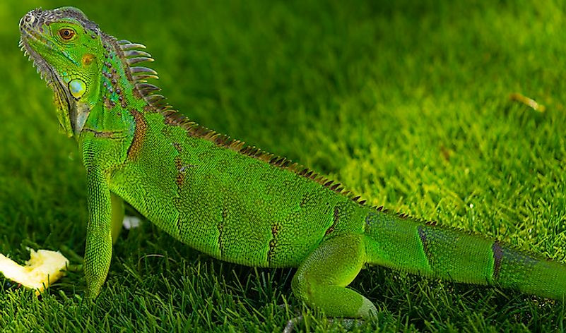 Khi còn nhỏ, Green Iguana mang trên mình một màu xanh lá cây đặc trưng, việc này giúp chúng dễ dàng lẩn vào những tán lá để tránh động vật săn mồi. Màu xanh sẽ dần chuyển sang màu xám kèm những vệt đen khi rồng trưởng thành. Ngoài ra khi vào mùa sinh sản, những con đực có thể chuyển sang màu cam rất đẹp.