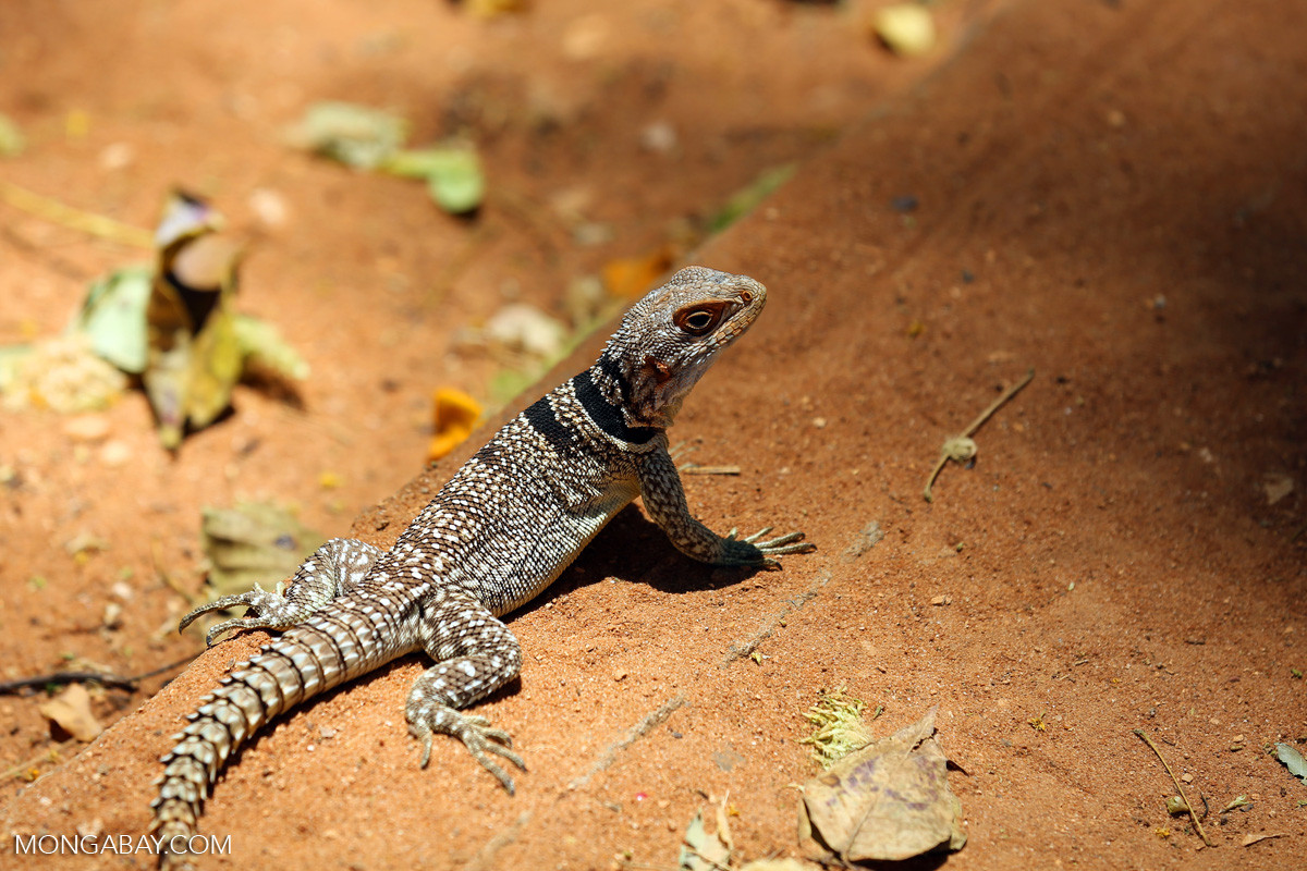 Điểm đặc biệt của cự đà đuôi gai không nằm ở yếm, gai, gù mà thay vào đó là cái đuôi thon nhọn rất nhiều gai. Chúng có đầu nhỏ, thân hình thuôn dài và cực nhanh nhẹn. Bạn cần lưu ý, đây là loài rồng Nam Mỹ khá dữ, khó thuần hoá nếu không được nuôi từ nhỏ.