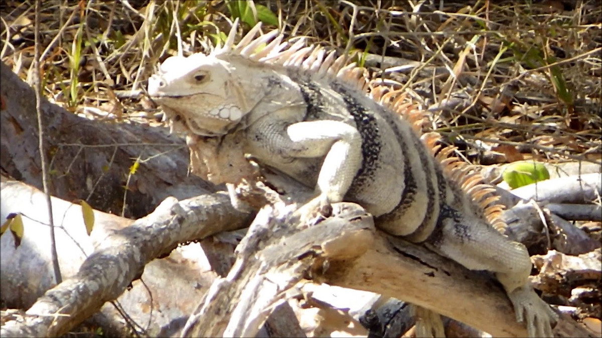 Tobago Iguana có vẻ ngoài gần giống như Green Iguana thông thường nhưng khuôn mặt chúng dài hơn, có nhiều sừng nhỏ trên mũi, gai cao và dựng đứng. Khi nhỏ chúng có màu xanh lá cây đặc trưng, nhưng khi trưởng thành sẽ mang trên mình màu trắng xám sọc đen rất ấn tượng. 