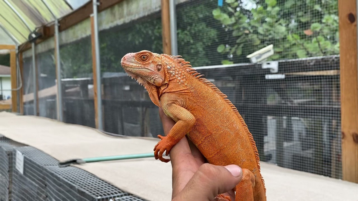  Đây là một dòng đột biến nhân tạo mang gen lặn Hypomelanistic. Việc lai tạo dòng này tốn nhiều thời gian và công sức. Thêm vào đó, vì sở hữu màu sắc tuyệt đẹp nên giá của chúng cũng rất cao.