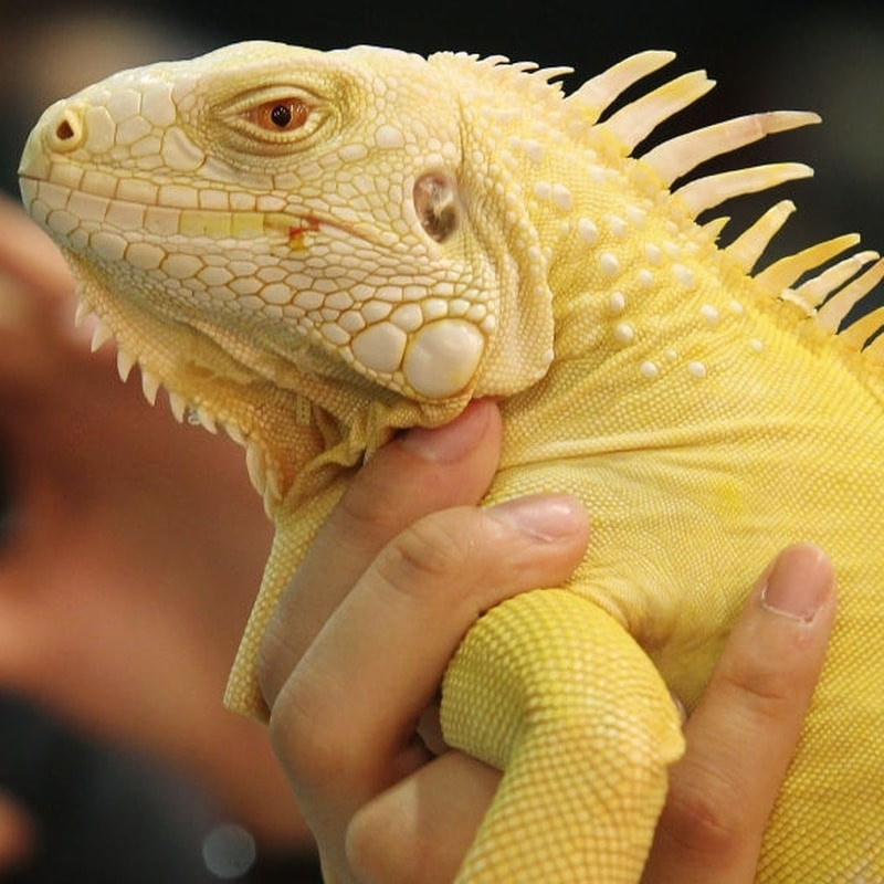 Ở Albino Iguana, việc mất phần lớn các sắc tố màu trên cơ thể khiến cho thị lực của chúng rất kém. Điều đó có nghĩa là chúng dễ gặp nguy hiểm và khó tồn tại trong tự nhiên. Tuy vậy, vì màu sắc đẹp, giá của một chú rồng Nam Mỹ bạch tạng không hề rẻ chút nào.