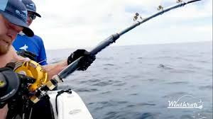 Jujimufu vốn không phải là thợ săn cá chuyên nghiệp. Tuy nhiên, với bản lĩnh và sức mạnh của một vận động viên thể hình, anh đã không ngần ngại thử sức với thử thách câu cá mú khổng lồ.