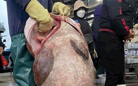  Thịt cá thơm ngon, bổ dưỡng và được sử dụng trong nhiều món ăn cao cấp.