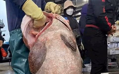  Thịt cá thơm ngon, bổ dưỡng và được sử dụng trong nhiều món ăn cao cấp.