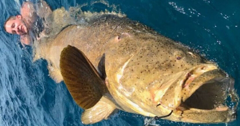 Ngay trong lần thả câu đầu tiên, Jujimufu đã phải đối mặt với thử thách cam go. Con cá mú khổng lồ hung dữ đã kéo anh xuống biển cùng với chiếc cần câu.