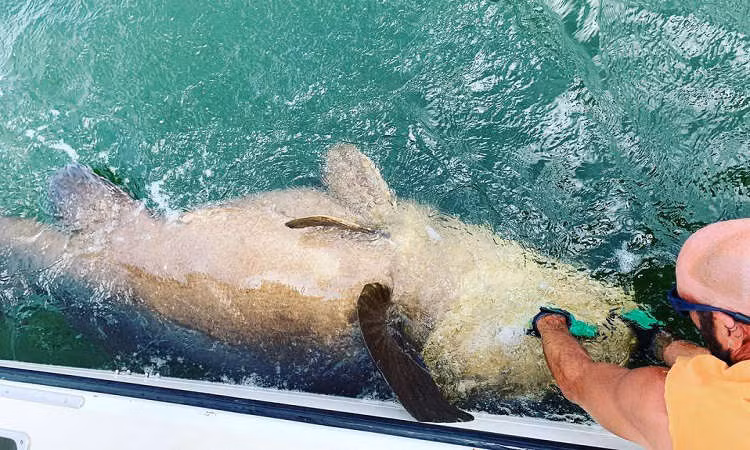 Tuy nhiên, do nạn khai thác quá mức, số lượng cá mú khổng lồ đang ngày càng giảm sút.