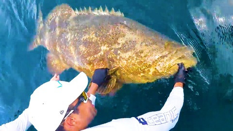  Con cá mú khổng lồ mà Jujimufu chinh phục được có chiều dài 2,5 mét, một kích thước lớn với loài cá này.