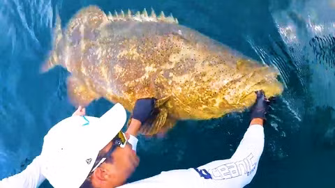  Con cá mú khổng lồ mà Jujimufu chinh phục được có chiều dài 2,5 mét, một kích thước lớn với loài cá này.