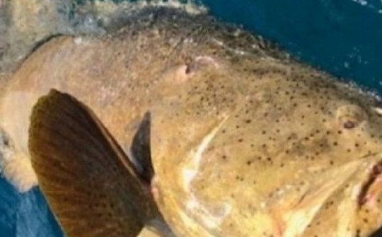 Cá mú khổng lồ (Goliath Grouper) là một trong những loài cá săn mồi hung dữ nhất đại dương. Chúng có thể phát triển đến chiều dài 3 mét và nặng tới 680kg.